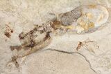 Rare, Fossil Octopus (Keuppia) - Preserved Tentacles & Ink Sac! #162776-4
